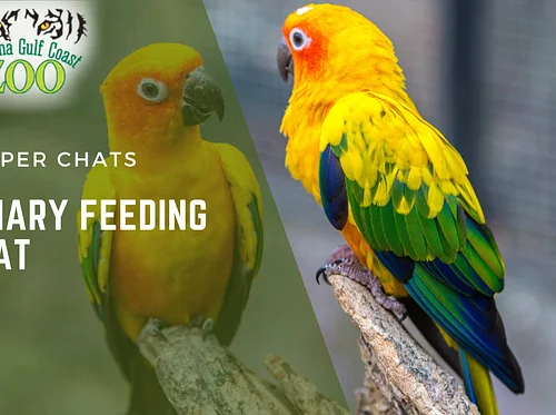 Aviary Feeding Chat