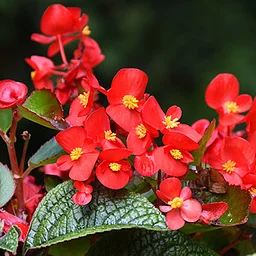 https://fwbg.org/full-calendar/begonia-terrariums-for-beginners/