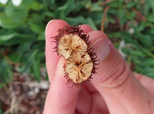 Plant Phenology (July 27)