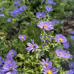 Native Plants of Fall
