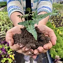 Zoom in on Soils – Online class