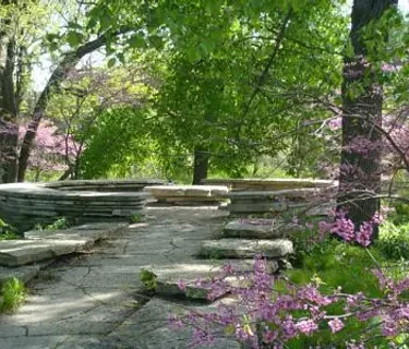 Umemi: Plum Blossom Viewing at the Alfred Caldwell Lily Pool