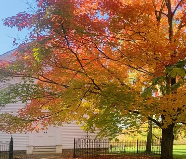 Trees “Walk & Talk”