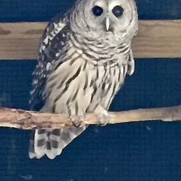 Raptors of Connecticut