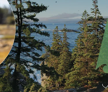Trees of Acadia: The Past, Present, and Future of Park Forests feat. Catherine Schmitt and Panel