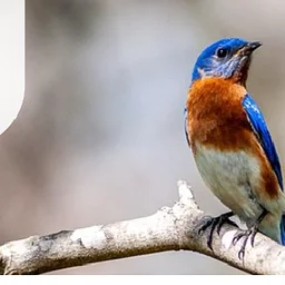 Birding Basics