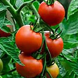Tomato Tastings