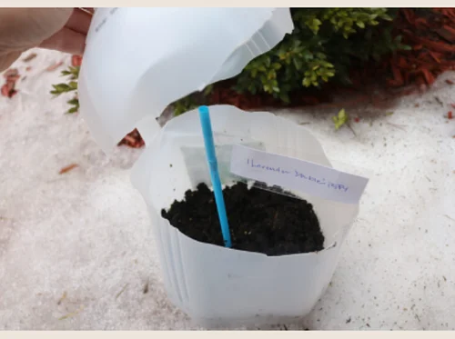 The World of Seeds and Winter Sow with Mini Greenhouses