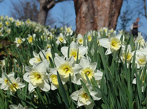 Virtual Lunchtime Tour: Spring Bulbs