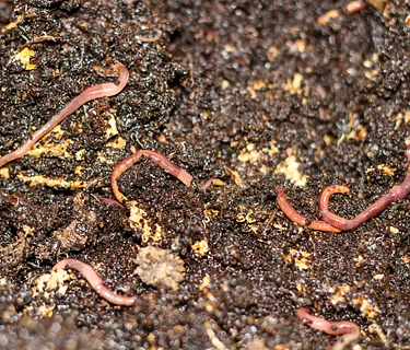 Composting Series: Delightful Decomposers