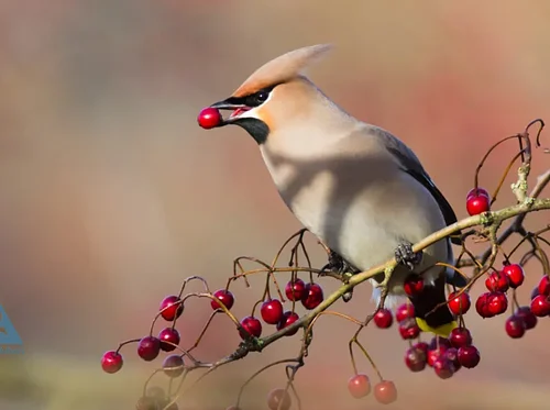 Birding with Mass Audubon | Fall Migration