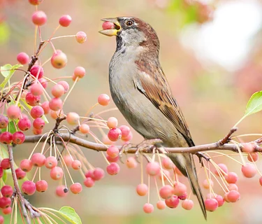 Birding at the Arboretum