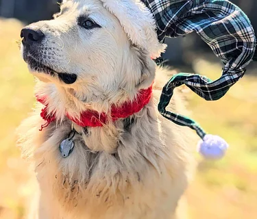 Holiday Family Farm Day