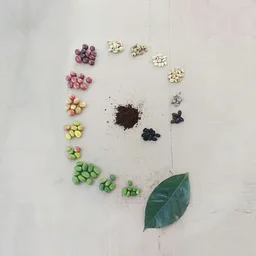 CLASS: Seed to Cup – The Global Path to Your Local Coffee