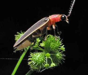 Webinar: Fantastic Fireflies