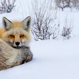 Valentines Day Foxtrot: A wildlife tracking workshop