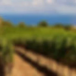 Wine Education Series: Sicily