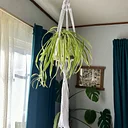 Macramé Plant Hanger Workshop