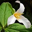 Montana Native Botanic Garden
