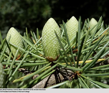 Around the World in 18 Trees