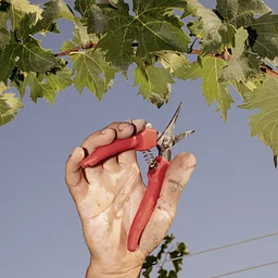 Wine School | Burgundy, reconsidered
