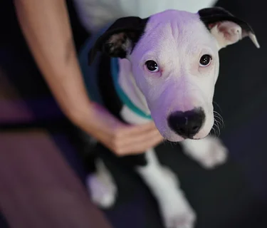 PUPPY YOGA