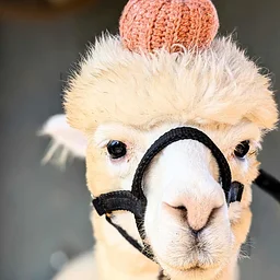 Family Farm Day: Halloween