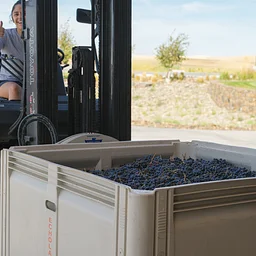 GRAPE STOMP
