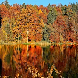 Autumn Majestic Feature Auction