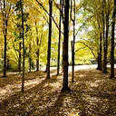 Forest Bathing