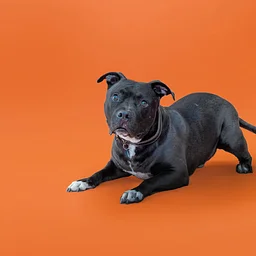 Calm Canines