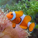 Summer Camp: Reef to Deep