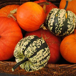 Fall Holiday Farmers Market