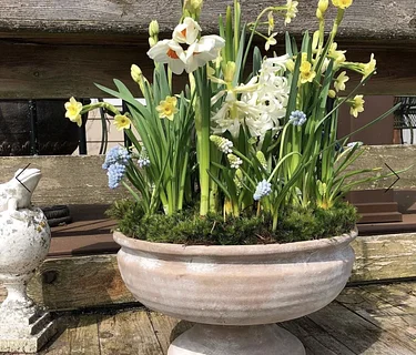 Spring Bulb Arranging with Longfield Farm