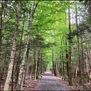Zen Hike with Forest Bathing