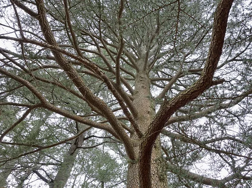 Trees that Shaped Civilization