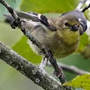 Weekend Bird Walk with the Birding Club of Delaware County