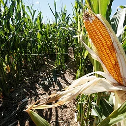 Read & Pick: Corn