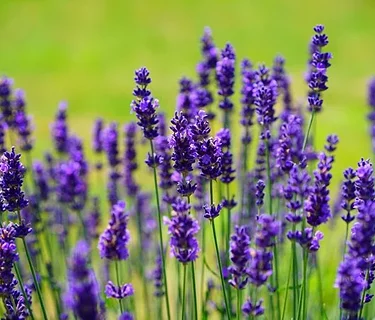 Aromatherapy Workshop: Essential Oils for Sleep & Relaxation with Garden Herbs