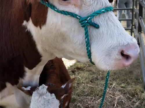 Coffee with the Cows & Open House