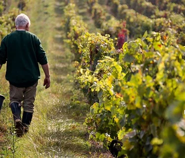 Foundations of Burgundy