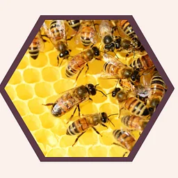 Mill Town Tea: 50 Years of Supporting Honeybees & Beekeeping in Howard County