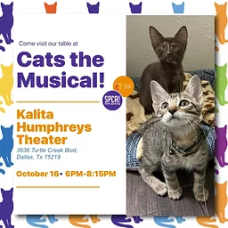 Cats the Musical & SPCA of Texas Info Table