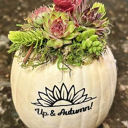 Fall Succulent Pumpkin Workshop