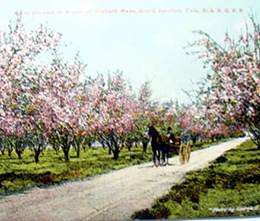 2026 Annual Blossom Festival