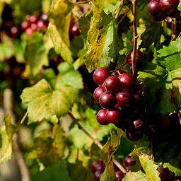 Autumn Farm Tour & Open House
