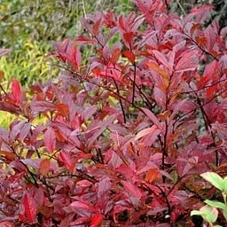 MILL at Van Vleck – Fantastic Foliage