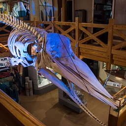The Story Behind Echo the Whale and his Skeleton