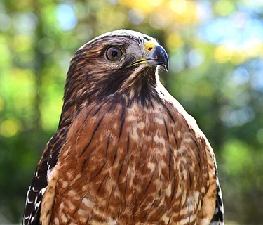 Raptor Photography: May 2nd, 10-11:30am