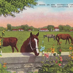 Postcards: Horse Racing History Through the Mail